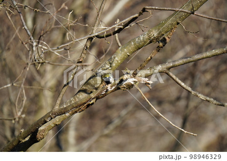 シジュウカラがイチョウや梅の新芽を食べる 98946329
