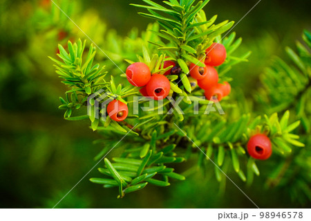 イチイの実 98946578