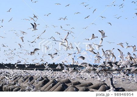港内のユリカゴメが大騒ぎ　薄っすら利尻富士　写真素材　4月　【撮影地：北海道天塩町】 98946954