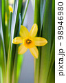 Yellow Narcissus flower 98946980