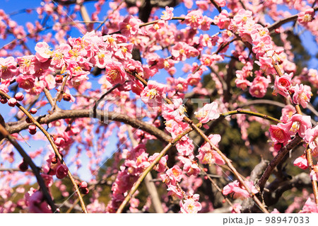3月小春日和の可愛い枝垂れ梅の花 3月小春日和の可愛い枝垂れ梅の花 98947033