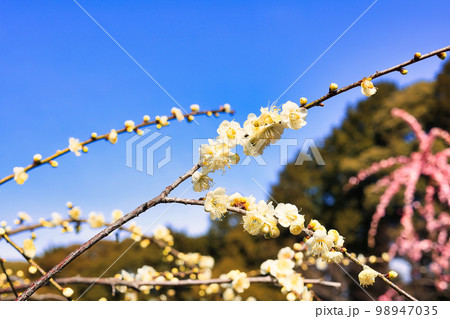3月小春日和の可愛い枝垂れ梅の花 3月小春日和の可愛い枝垂れ梅の花 98947035