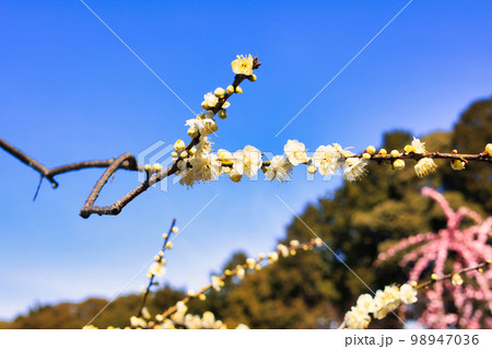 3月小春日和の可愛い枝垂れ梅の花 3月小春日和の可愛い枝垂れ梅の花 98947036