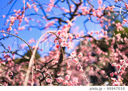 3月小春日和の可愛い枝垂れ梅の花 3月小春日和の可愛い枝垂れ梅の花 98947038