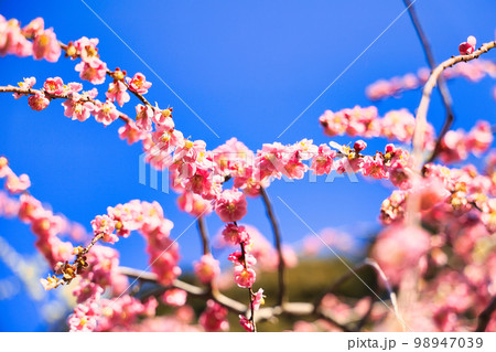 3月小春日和の可愛い枝垂れ梅の花 3月小春日和の可愛い枝垂れ梅の花 98947039
