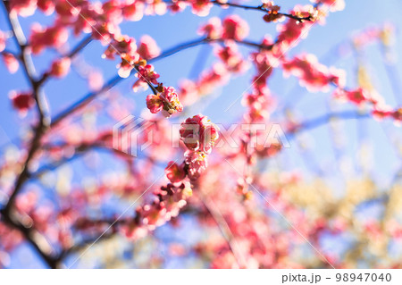 3月小春日和の可愛い枝垂れ梅の花 3月小春日和の可愛い枝垂れ梅の花 98947040