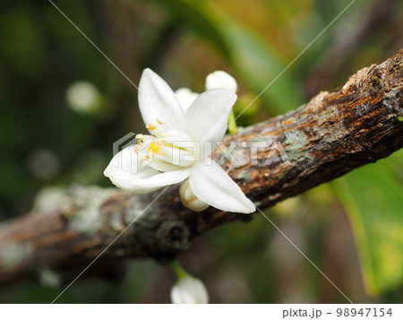 キンカンの花 キンカンの花 98947154