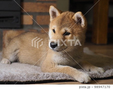 Shiba Inu puppy looks like a little fox Shiba Inu puppy looks like a little fox 98947170