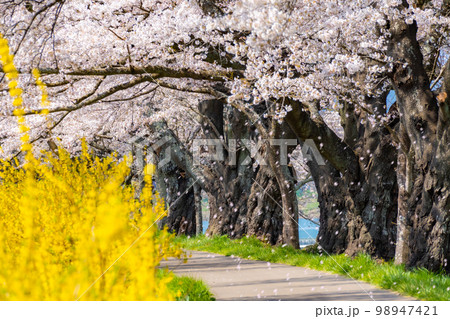 【桜吹雪イメージ】東北の桜の名所・一目千本桜の桜吹雪【宮城県】 98947421