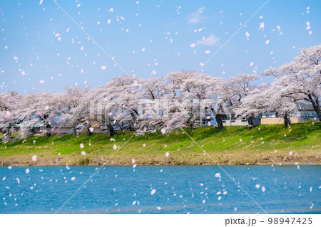 【桜吹雪イメージ】東北の桜の名所・一目千本桜の桜吹雪【宮城県】 98947425