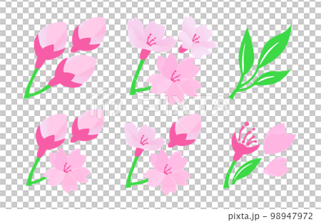 桜の開花予想のイラストセット 98947972