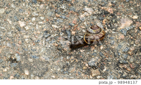 snail crawling on asphalt,macro photography, soft focus 98948137