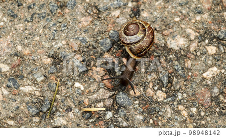 snail crawling on asphalt,macro photography, soft focus 98948142