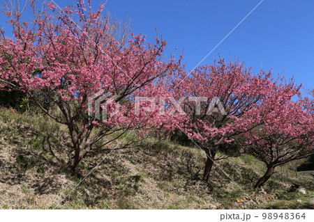 伊豆市恋人岬の土肥桜満開 98948364