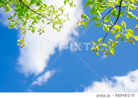 青空とヤマボウシ 青空とヤマボウシ 98948570