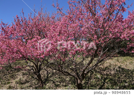 伊豆市恋人岬の土肥桜満開 98948655
