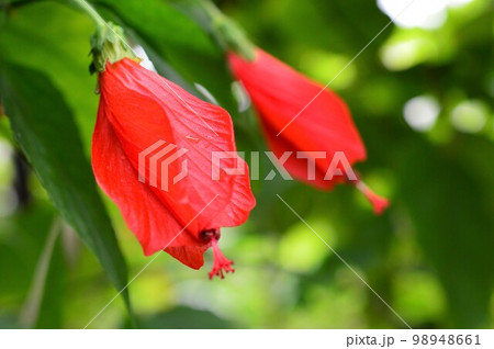 植物園のウナズキヒメフヨウ（頷き姫芙蓉） 98948661