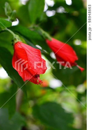 植物園のウナズキヒメフヨウ(頷き姫芙蓉) 植物園のウナズキヒメフヨウ(頷き姫芙蓉) 98948663