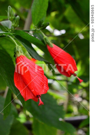 植物園のウナズキヒメフヨウ(頷き姫芙蓉) 植物園のウナズキヒメフヨウ(頷き姫芙蓉) 98948665