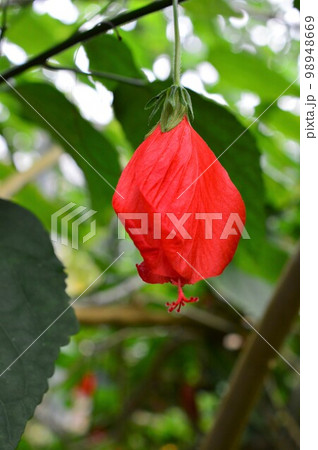 植物園のウナズキヒメフヨウ（頷き姫芙蓉） 98948669