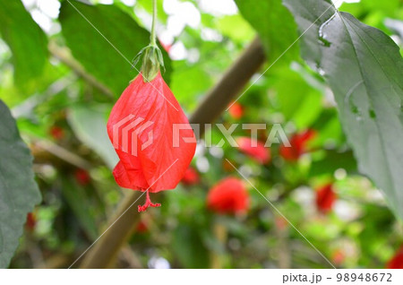 植物園のウナズキヒメフヨウ(頷き姫芙蓉) 植物園のウナズキヒメフヨウ(頷き姫芙蓉) 98948672