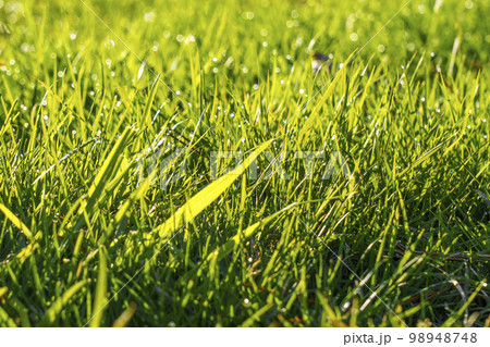 Green wild meadow grass with fresh morning dew. Selective focus 98948748