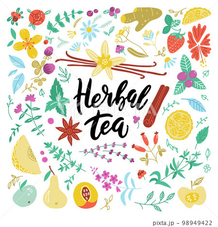 Botanical collection of doodle hand drawn herbal tea ingredients. Decorative vector set of vintage medicinal herbs, berries, fruit and spice sketch isolated on white. 98949422