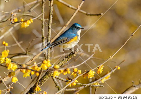 ルリビタキ オスと蝋梅　春を感じる幸運の青い鳥 98949518