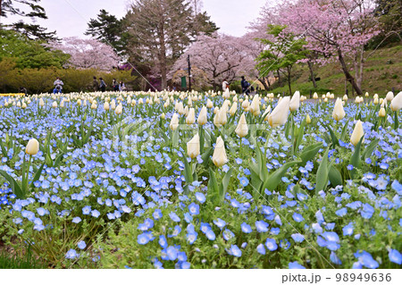 青い花畑 98949636