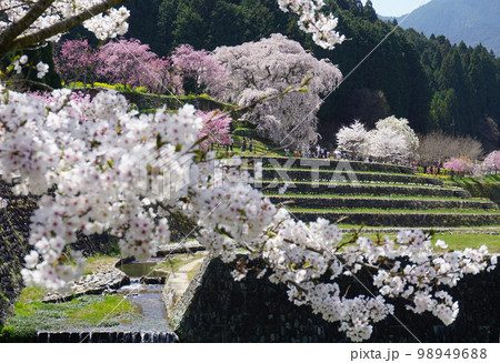 美しい満開の桜の木々, 宇陀市, 奈良県, 日本 美しい満開の桜の木々, 宇陀市, 奈良県, 日本 98949688