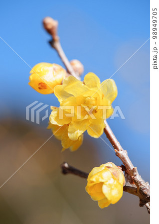 ロウバイ 早春　冬の美しい花 98949705
