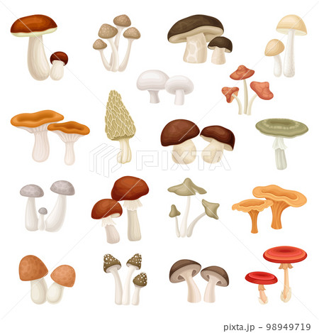 Mushrooms with Edible Forest Growing Fungi with Stem and Cap Big Vector Set Mushrooms with Edible Forest Growing Fungi with Stem and Cap Big Vector Set 98949719