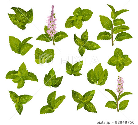 Green Mint Leaves on White Background as Aromatic Kitchen Herb Big Vector Set 98949750