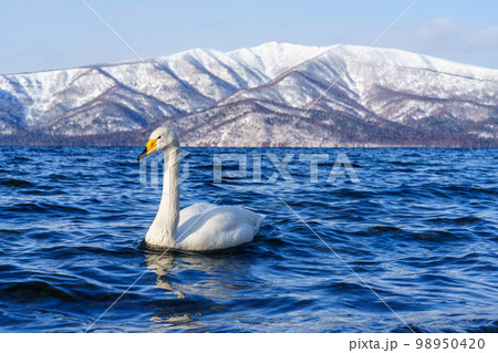 屈斜路砂湯の白鳥　冬の北海道道東観光1月  98950420