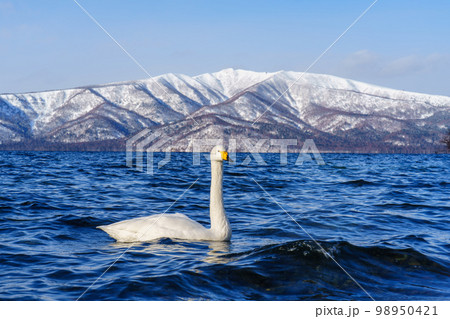 屈斜路砂湯の白鳥 冬の北海道道東観光1月 屈斜路砂湯の白鳥 冬の北海道道東観光1月 98950421