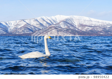 屈斜路砂湯の白鳥　冬の北海道道東観光1月  98950422