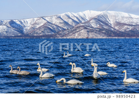 屈斜路砂湯の白鳥　冬の北海道道東観光1月  98950423