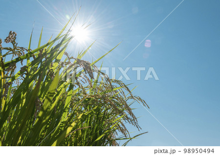 夏の稲 夏の稲 98950494