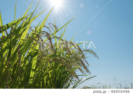 夏の稲 夏の稲 98950496