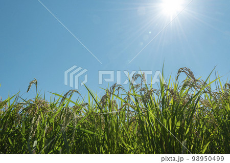 夏の稲 夏の稲 98950499