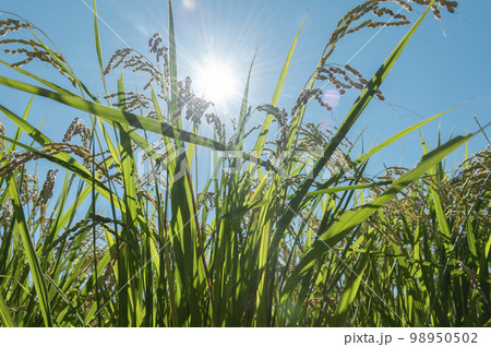 夏の稲 98950502