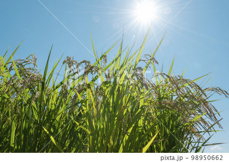 夏の稲 98950662