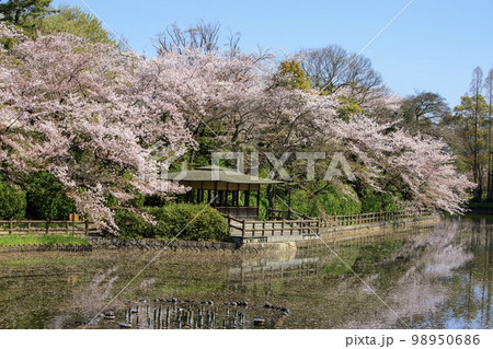 刈谷市　亀城公園の満開の桜 98950686