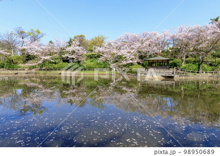 刈谷市　亀城公園の満開の桜 98950689