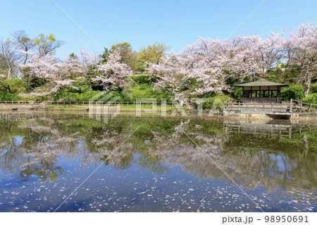 刈谷市　亀城公園の満開の桜 98950691