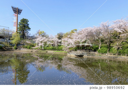 刈谷市 亀城公園の満開の桜 刈谷市 亀城公園の満開の桜 98950692