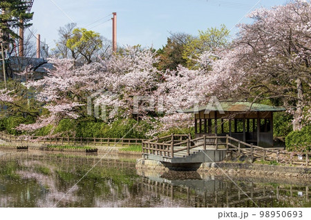刈谷市 亀城公園の満開の桜 刈谷市 亀城公園の満開の桜 98950693