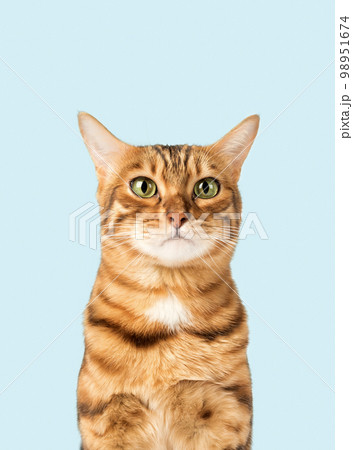 Funny cat face on a colored background. 98951674
