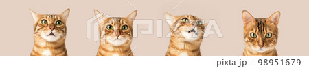 Heads of a cute bengal cat with different emotions. 98951679