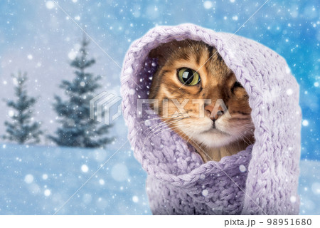 Portrait of a Bengal cat in a knitted scarf. The cat sits outside in the snow in winter during a snowfall. 98951680
